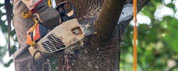 Best Tree Preservation Services  in Meadow Vista, CA