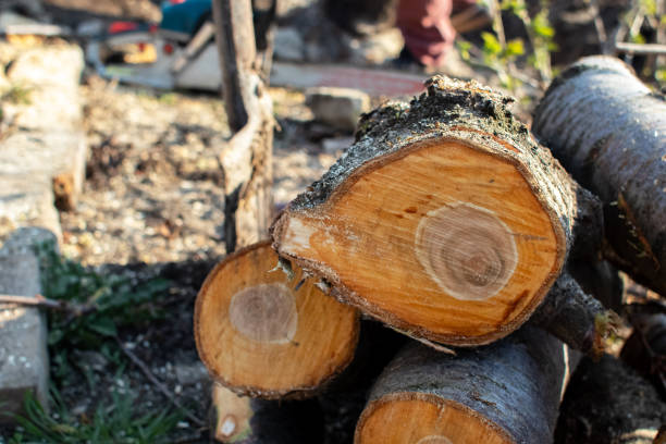 Best Fruit Tree Pruning  in Meadow Vista, CA