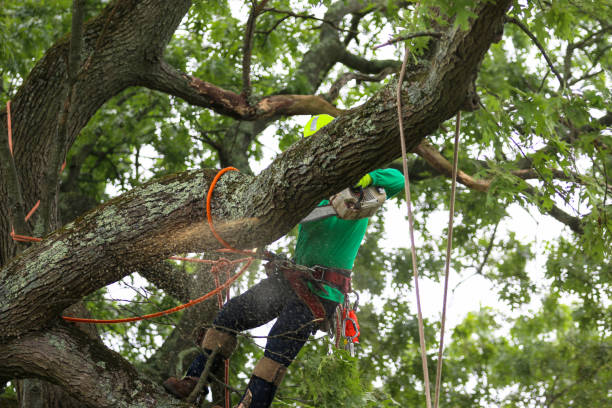 How Our Tree Care Process Works  in  Meadow Vista, CA