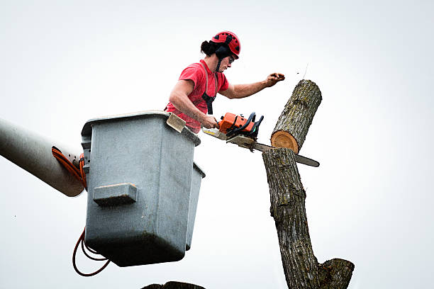 Best Tree Removal  in Meadow Vista, CA