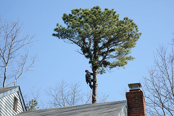 Professional Tree Care in Meadow Vista, CA